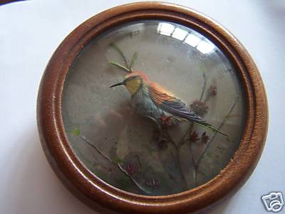 Bee Eater